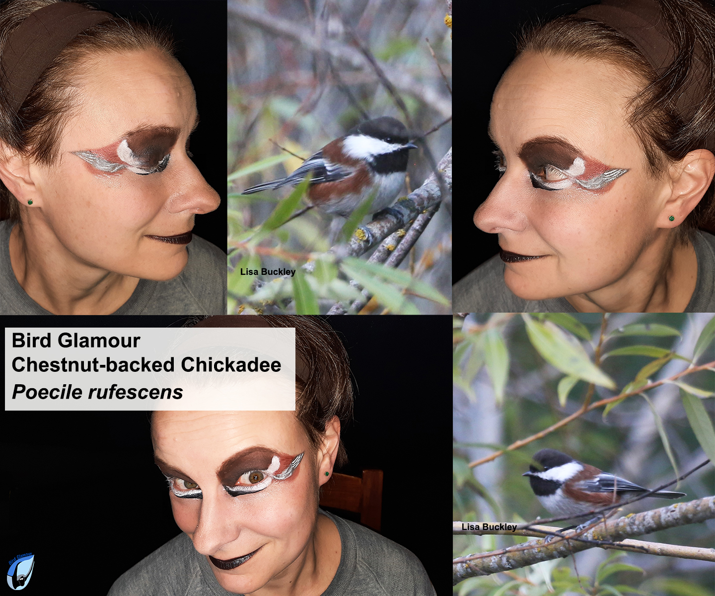 CBCH Bird Glamour