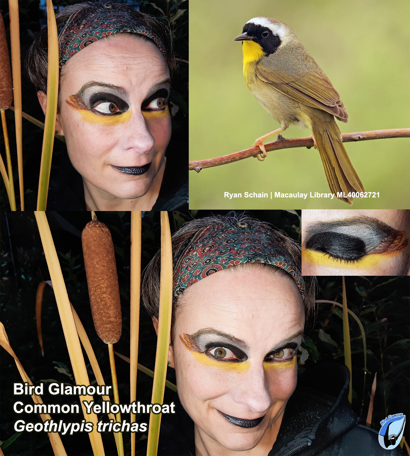 COYE Bird Glamour