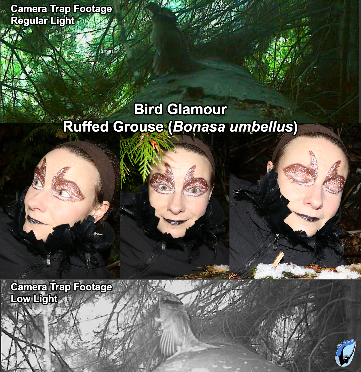 Ruffed Grouse Bird Glamour