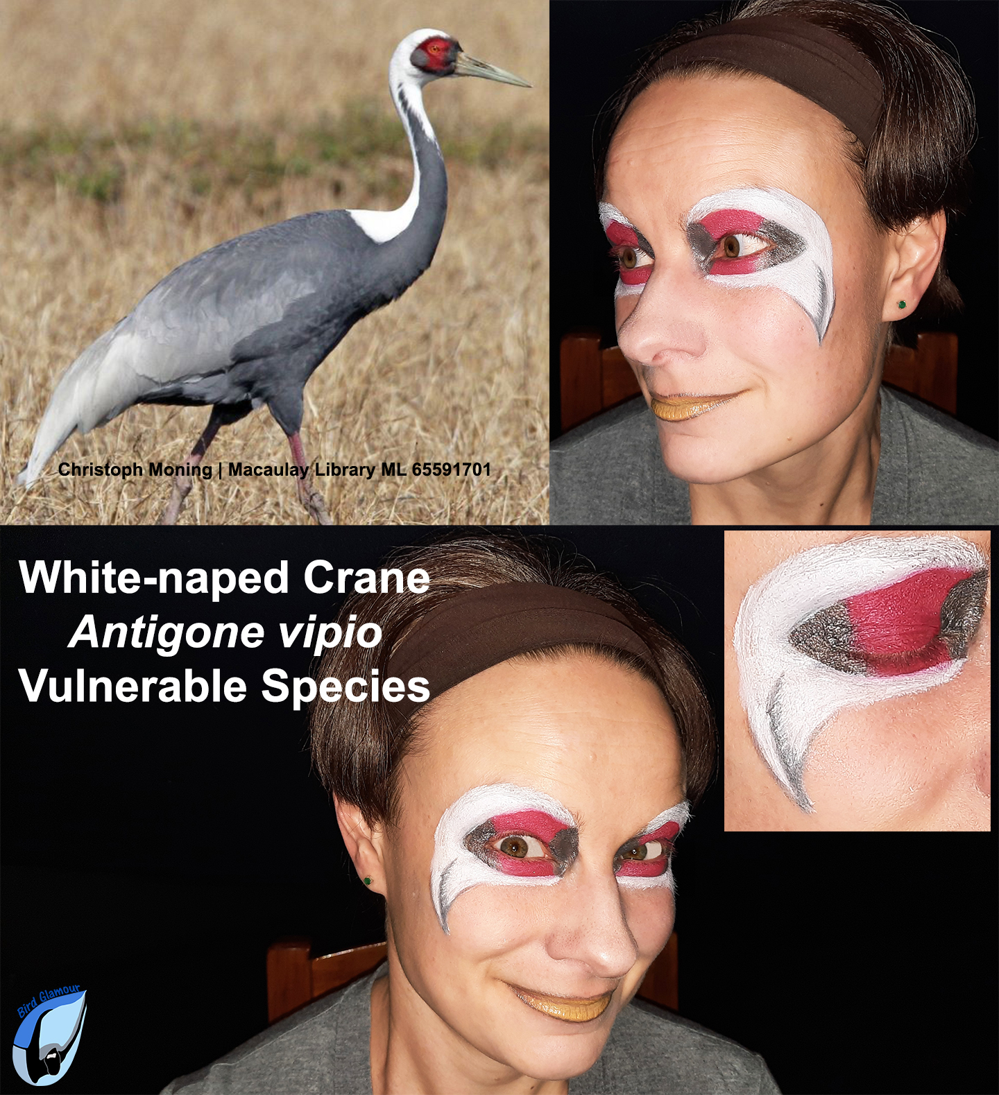 White-naped Crane Bird Glamour